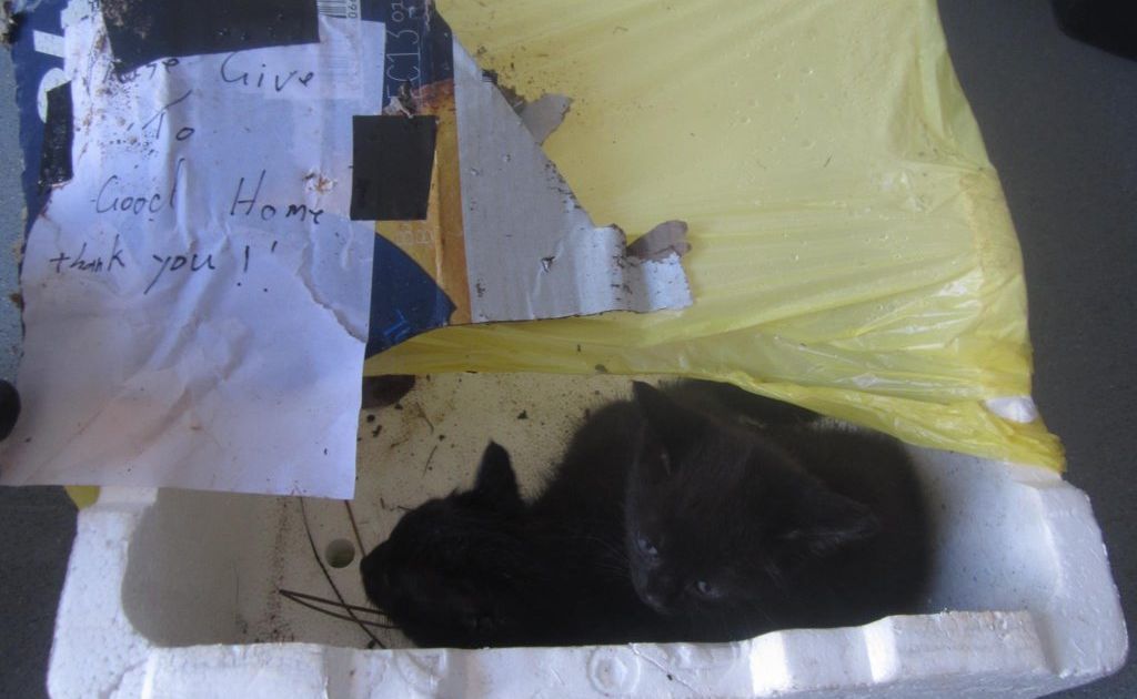 Kittens have been dumped in a styrofoam box outside the Maryborough Animal Refuge. Kittens have been dumped in a styrofoam box outside the Maryborough Animal Refuge.